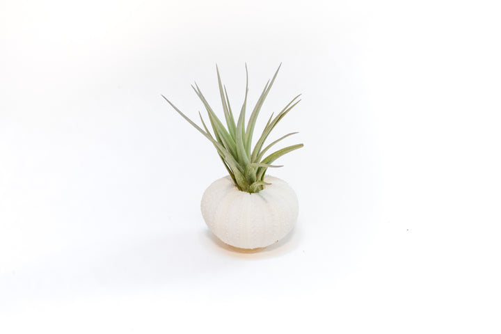 White Urchin with Tillandsia Air Plant