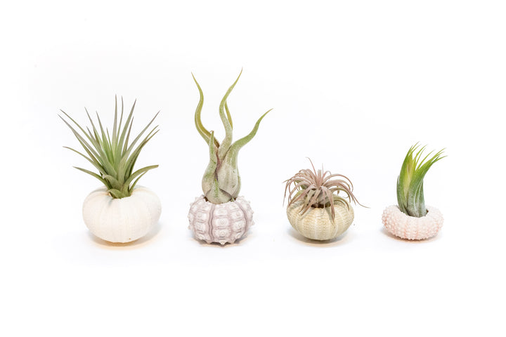 purple urchin, sputnik urchin, green urchin, and pink urchin with assorted tillandsia air plants