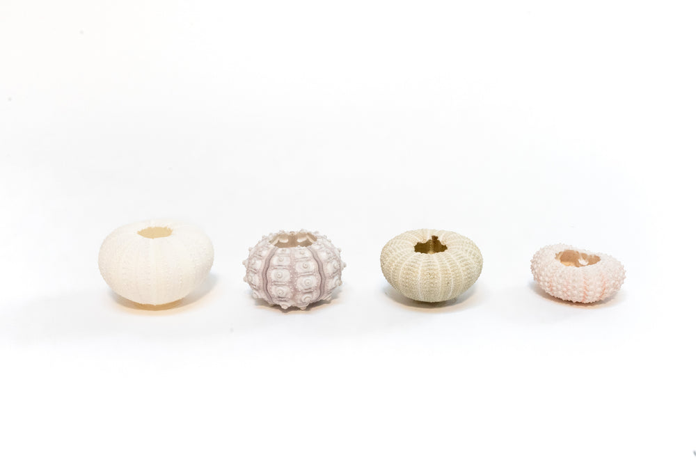 white urchin, sputnik urchin, green urchin, pink urchin