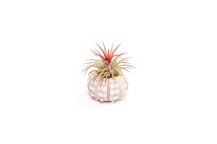 sputnik urchin with blushing tillandsia ionantha guatemala air plant