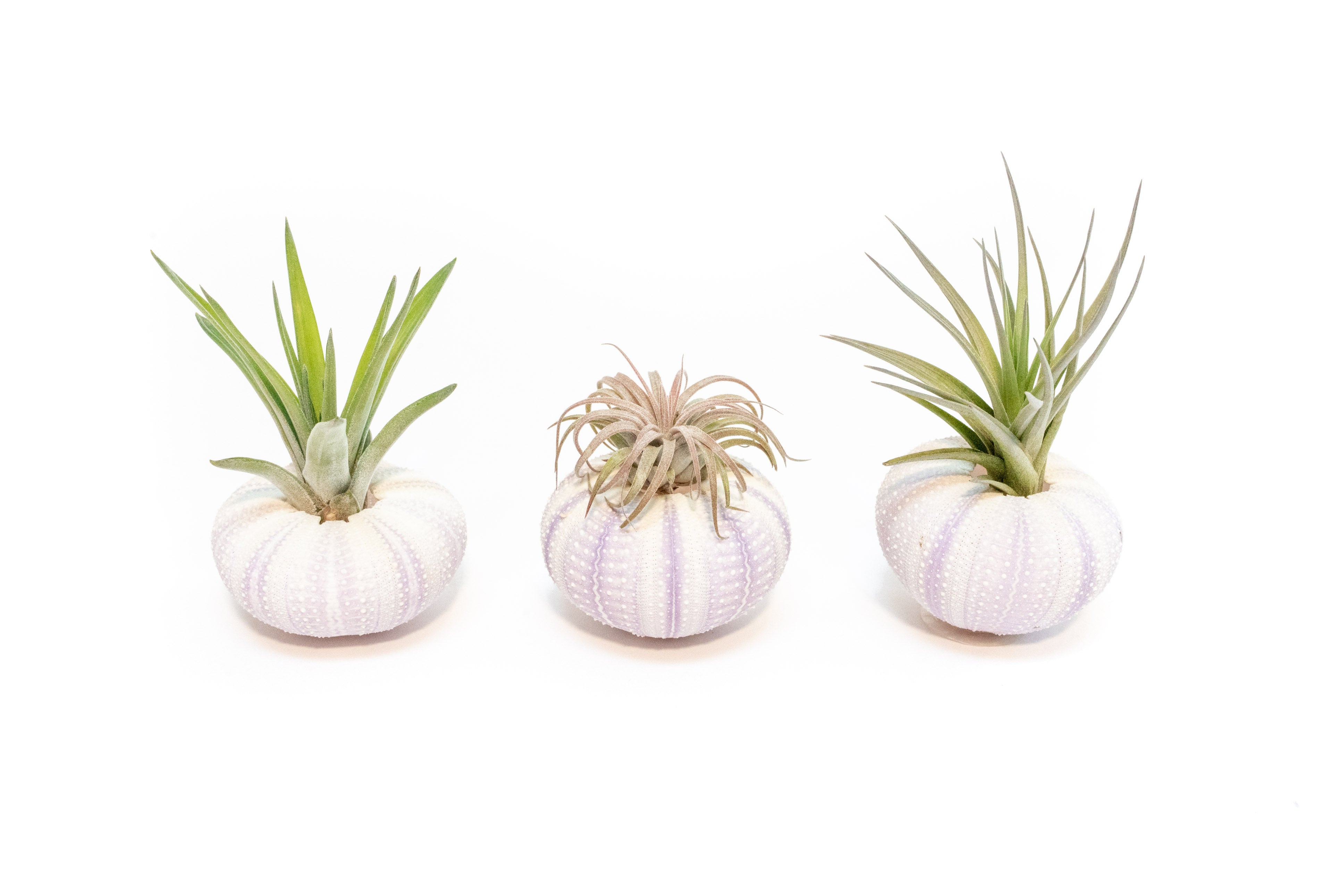 Purple Urchin with Tillandsia Air Plant