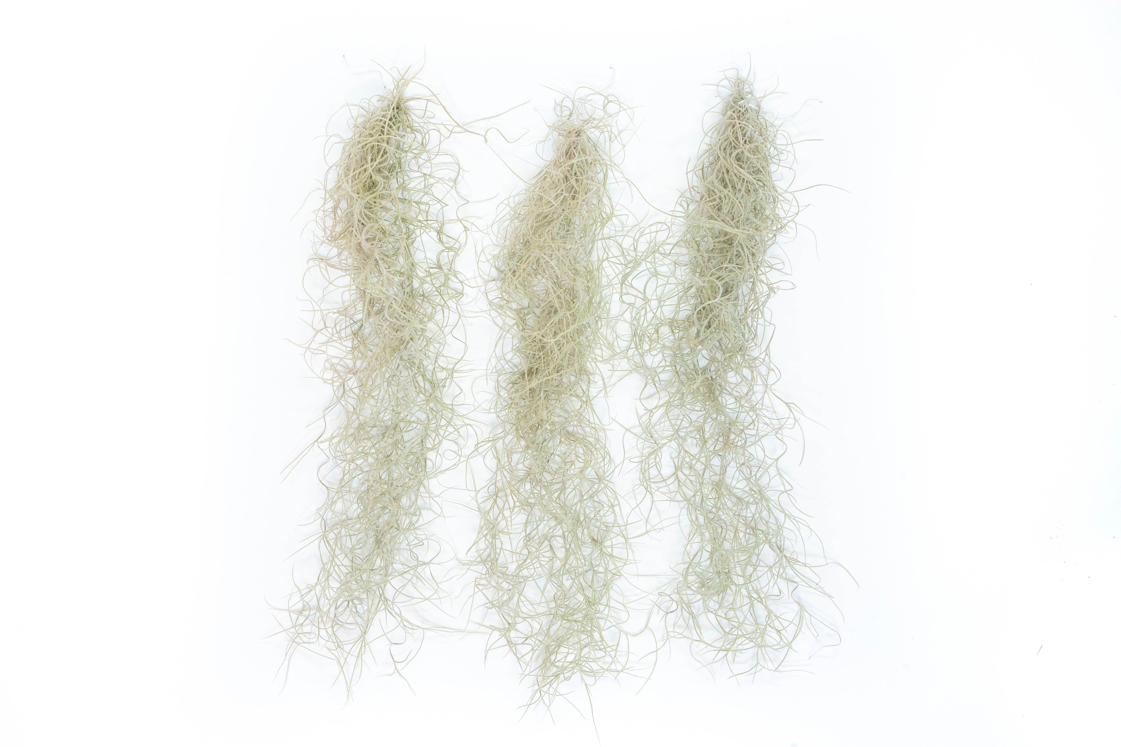 hanging moss plant SALE - Tillandsia Guatemala Gray Spanish Moss - 1 Foot Clumps - Set of 3 or 6 Strands