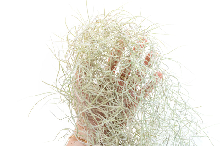 Wholesale Guatemala Gray Spanish Moss - Tillandsia Usneoides - 1 to 1.5 Foot Strands