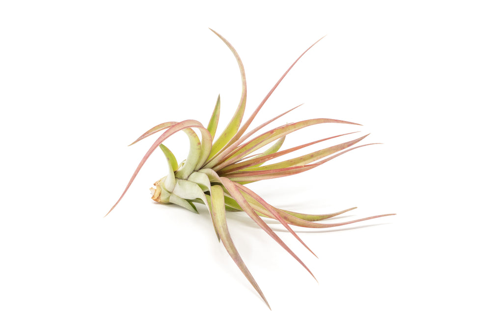 blushing tillandsia sparkler air plant