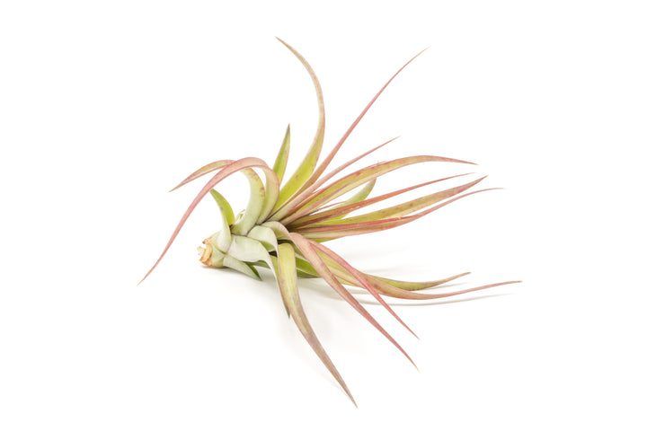 blushing tillandsia sparkler air plant