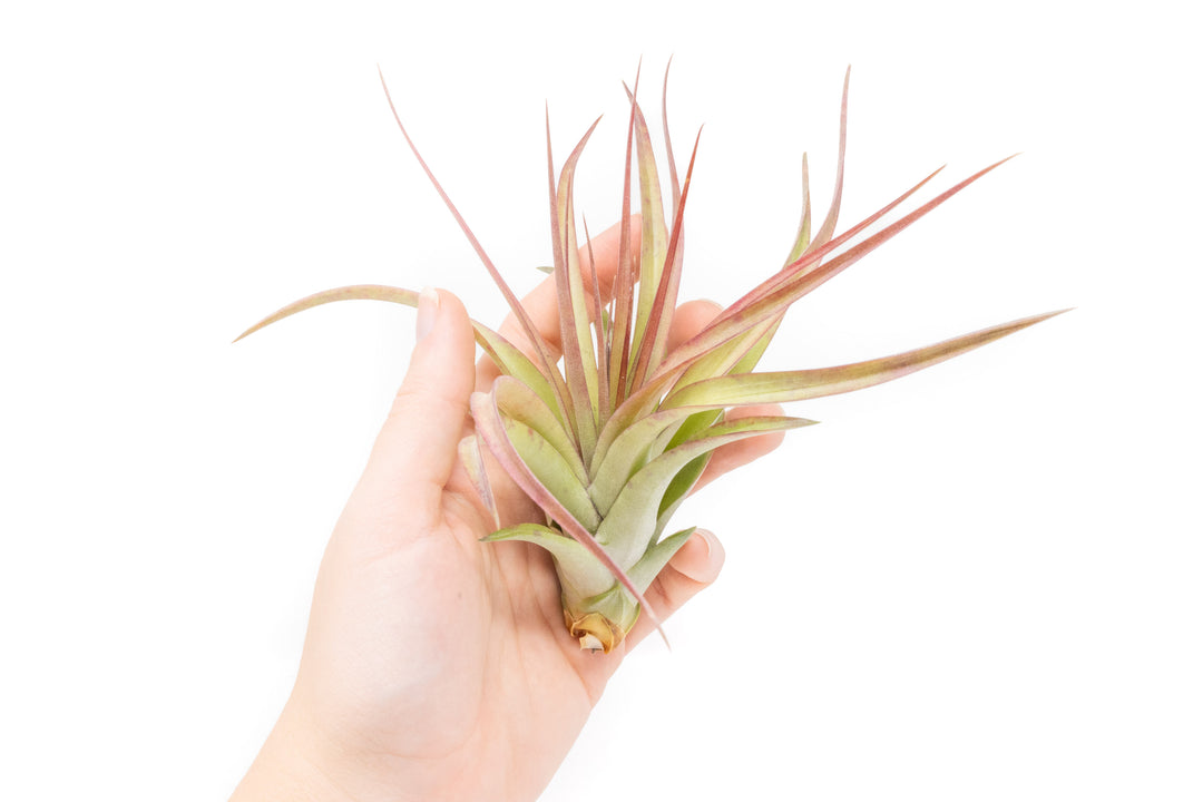 hand holding a blushing tillandsia sparkler air plant