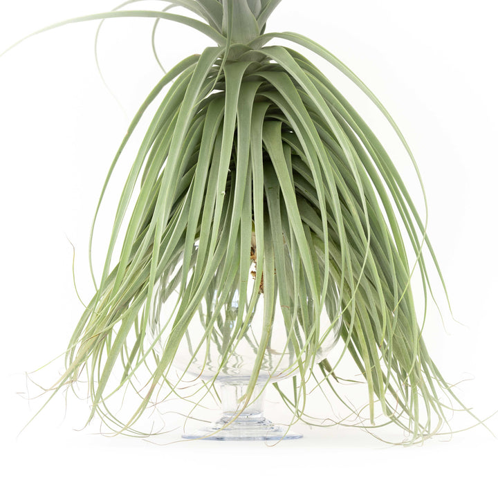 close up of bottom of large tillandsia straminea thick leaf air plant