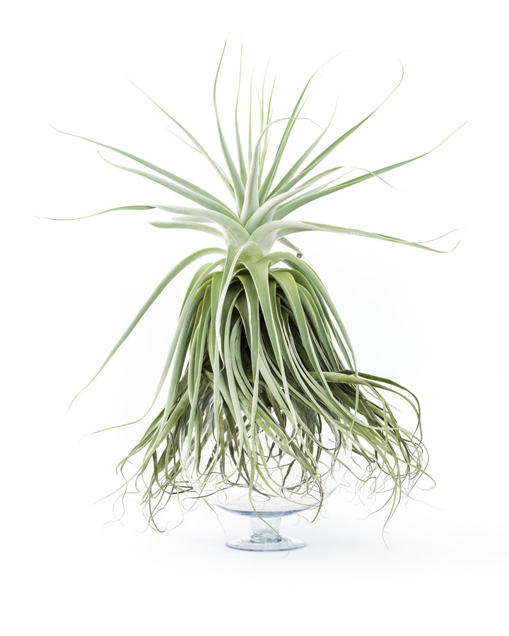 large tillandsia straminea thick leaf air plant