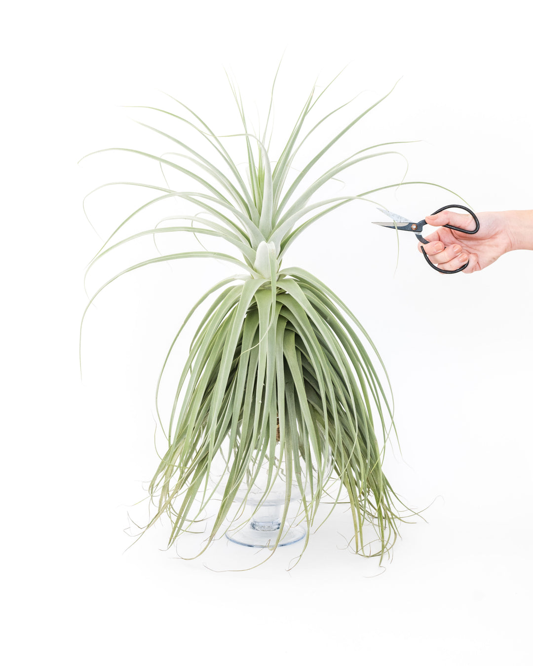 large tillandsia straminea thick leaf air plant