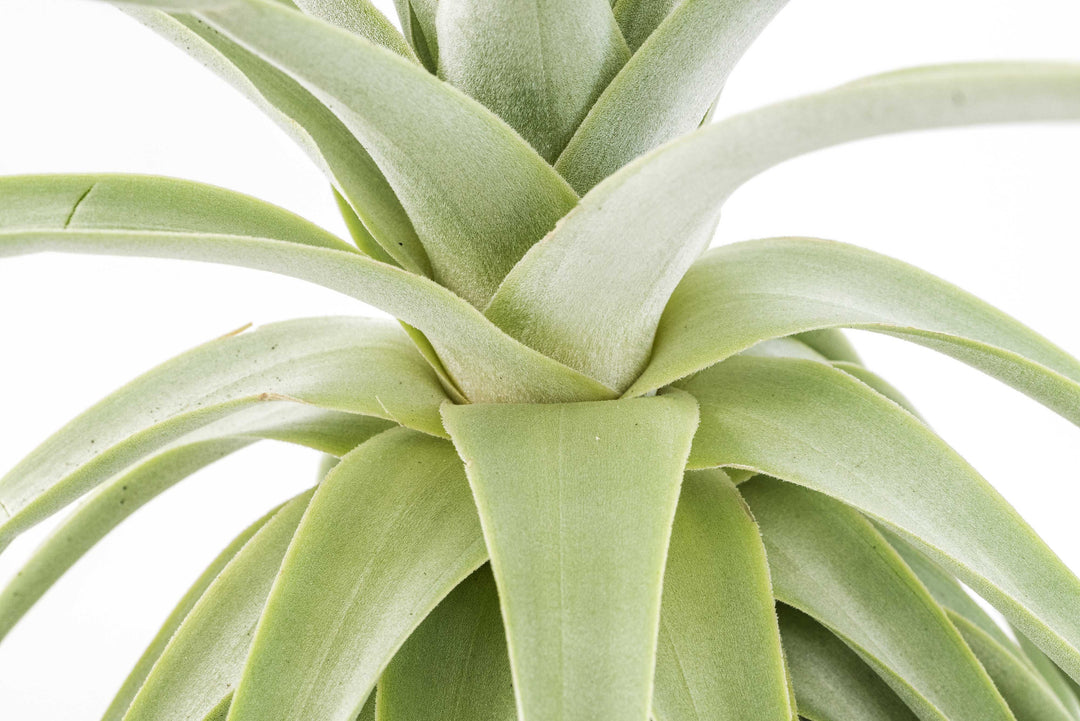 close up of stem of large tillandsia straminea thick leaf air plant
