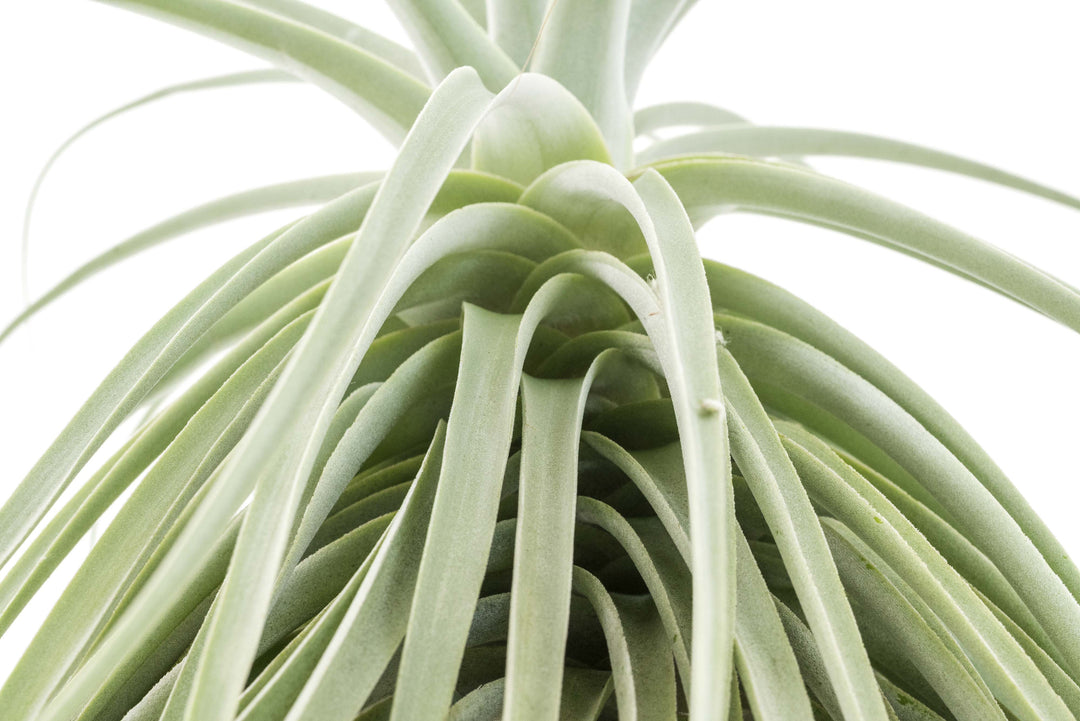 close up of stem of large tillandsia straminea thick leaf air plant