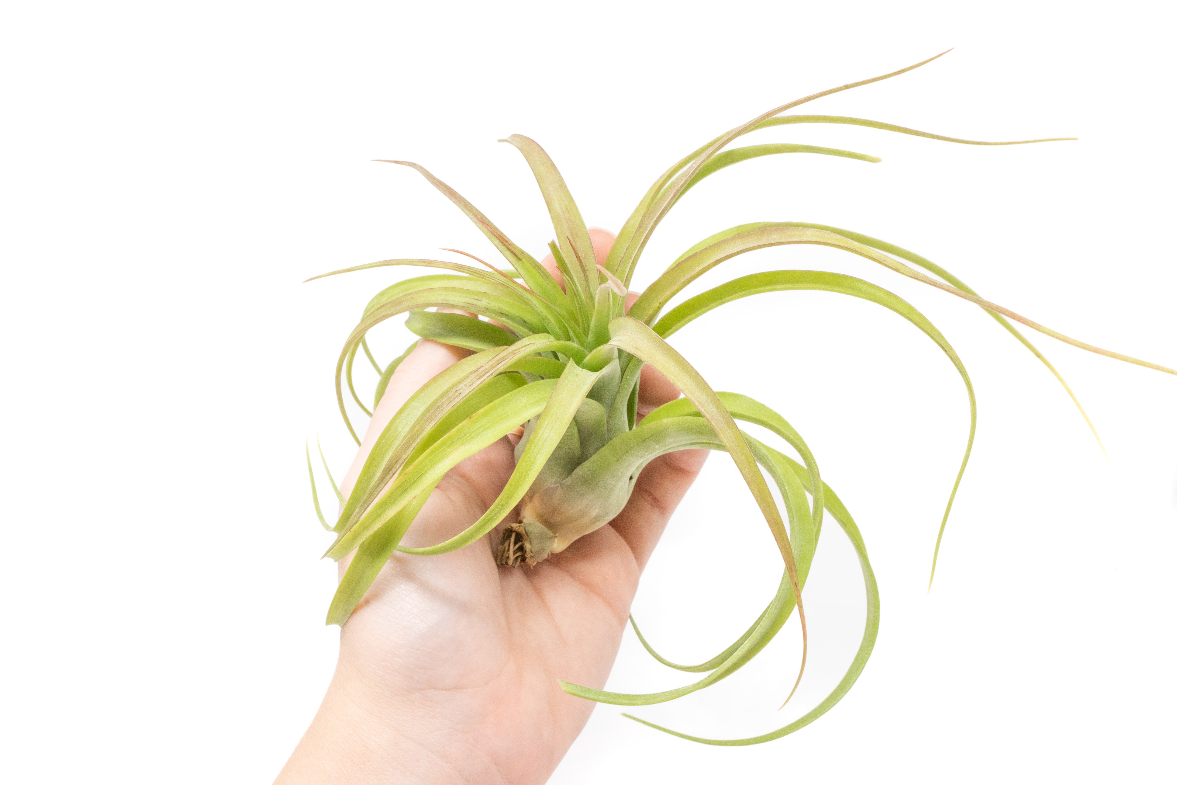 Tillandsia Streptophylla Hybrid 'Eric Knoblock' Air Plants