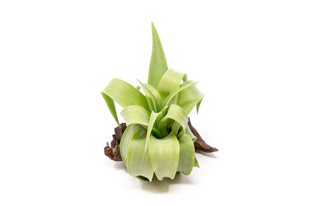 open form tillandsia streptophylla air plant