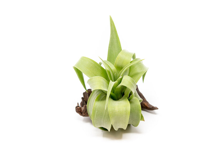 open form tillandsia streptophylla air plant