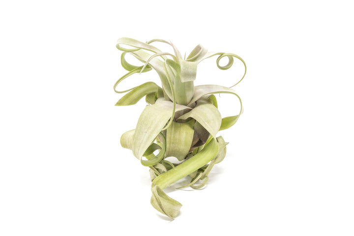 jumbo curly tillandsia streptophylla air plant