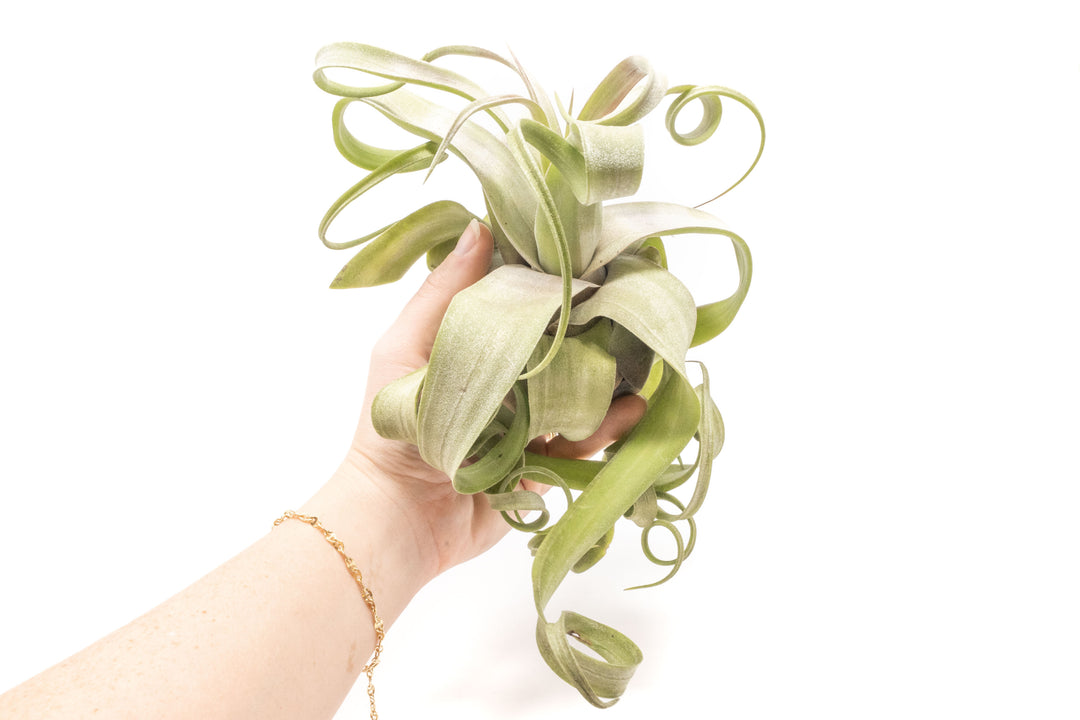 jumbo curly tillandsia streptophylla air plant