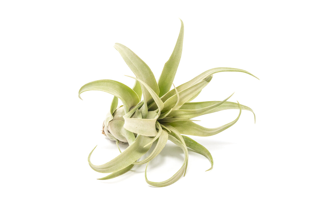 jumbo open tillandsia streptophylla air plant