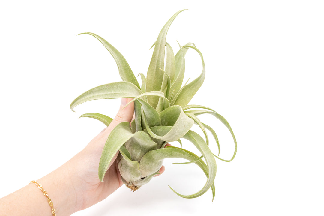 jumbo open tillandsia streptophylla air plant