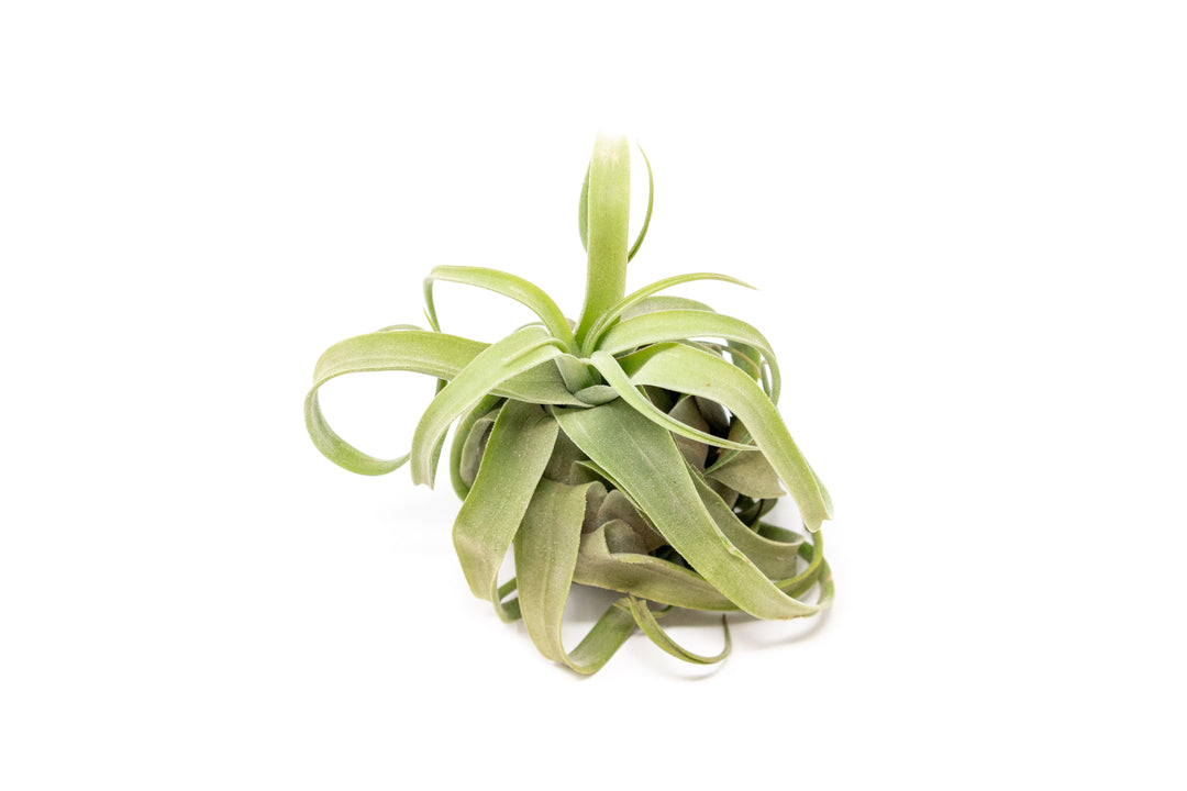 curly tillandsia streptophylla air plant