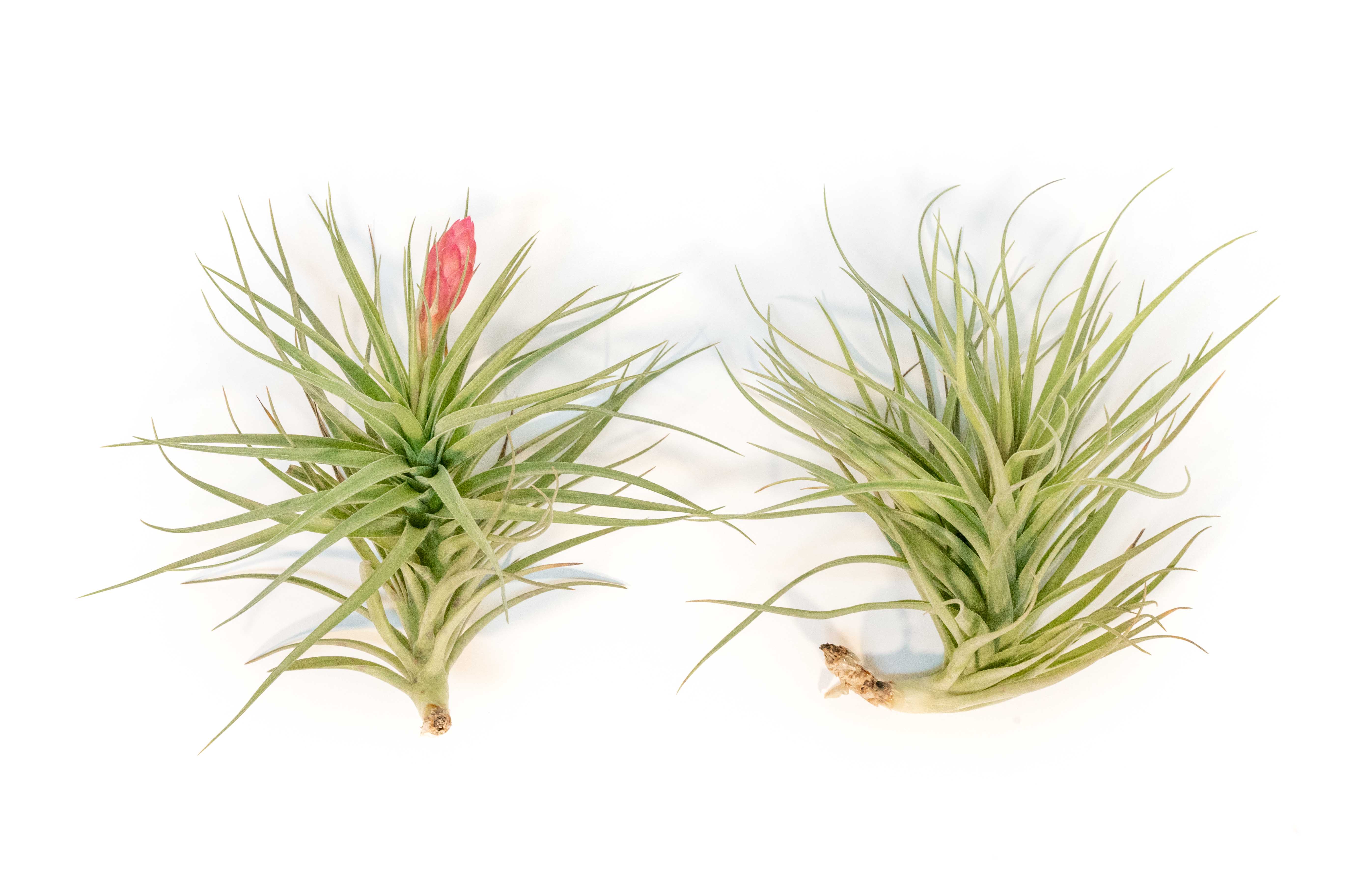 stricta green air plant Tillandsia Stricta Hybrid 'Magnificent' Air Plant