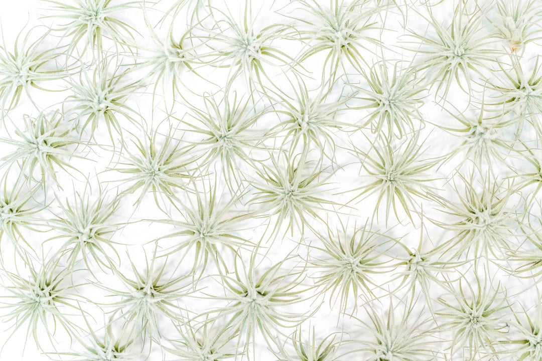 Wholesale Special - Small Tillandsia Tectorum Ecuador Air Plants