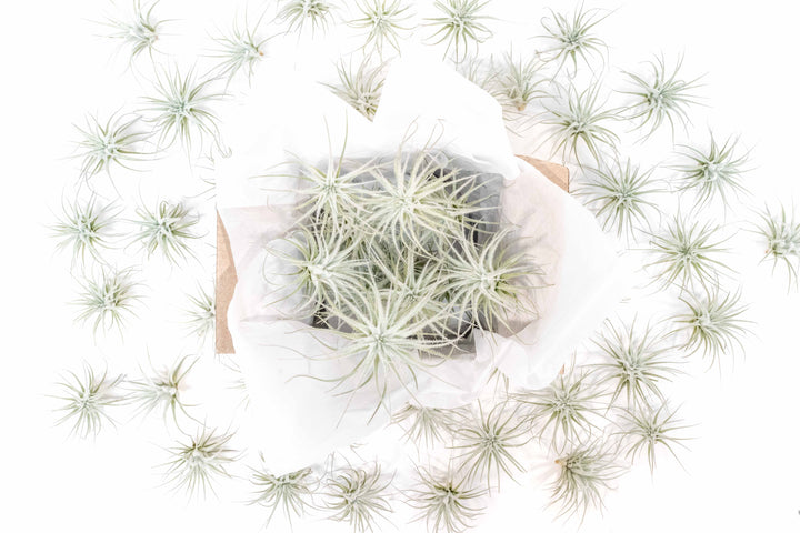 Wholesale Special - Small Tillandsia Tectorum Ecuador Air Plants