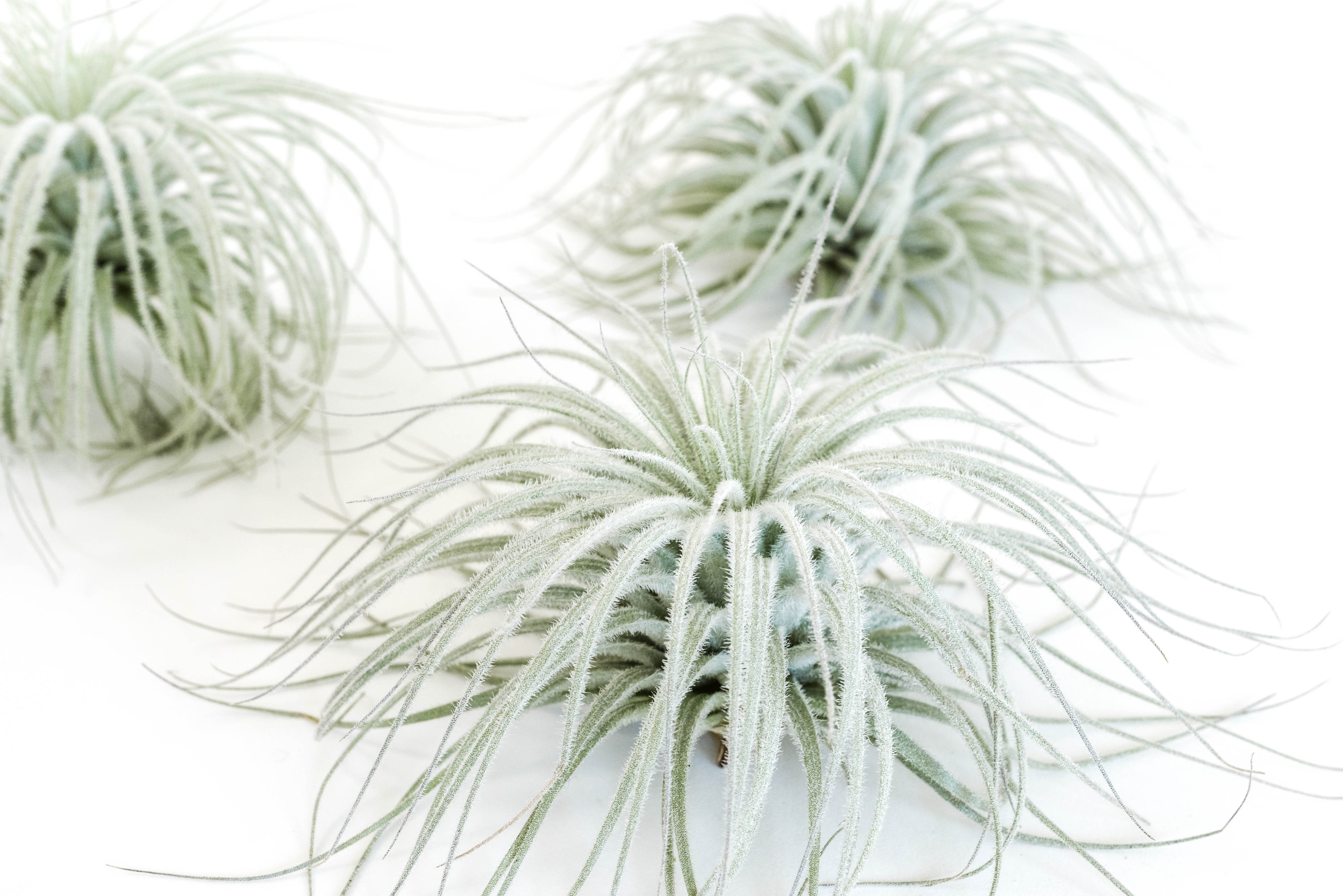white air plant SALE - Tillandsia Tectorum Ecuador Air Plants - Set of 3, 6 or 9