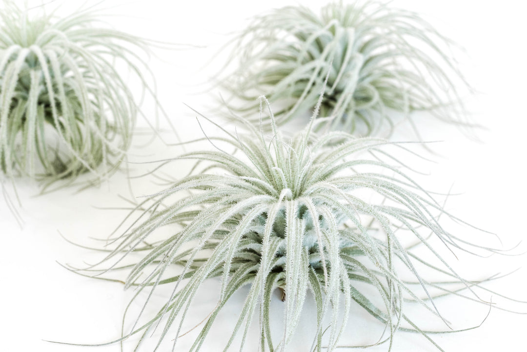 3 tillandsia tectorum ecuador air plants