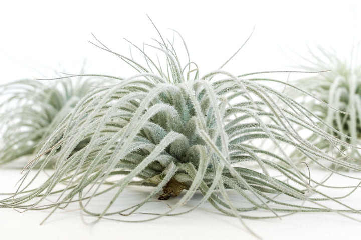 close up side view of tillandsia tecoturm ecuador air plant