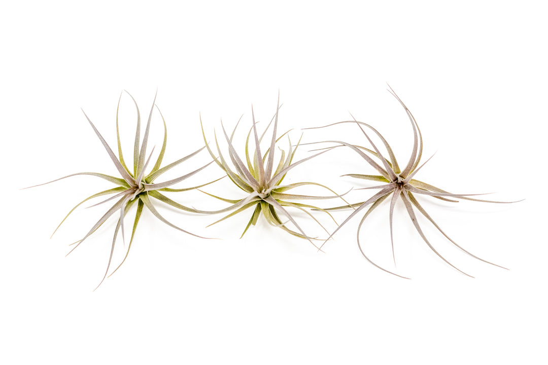 three tillandsia tenuifolia air plants