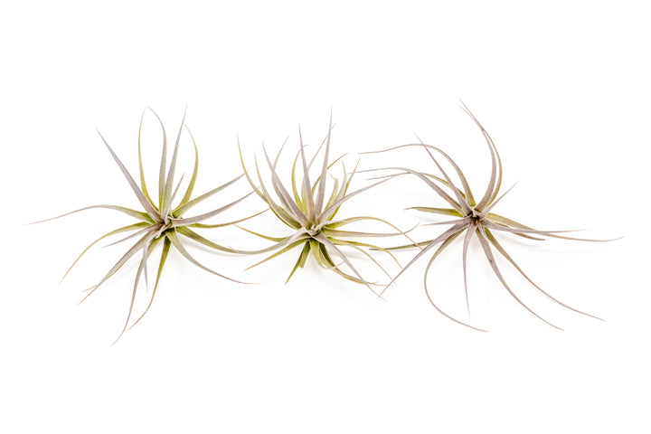 three tillandsia tenuifolia air plants