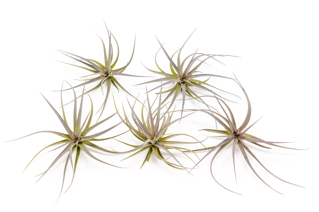 five tillandsia tenuifolia air plants