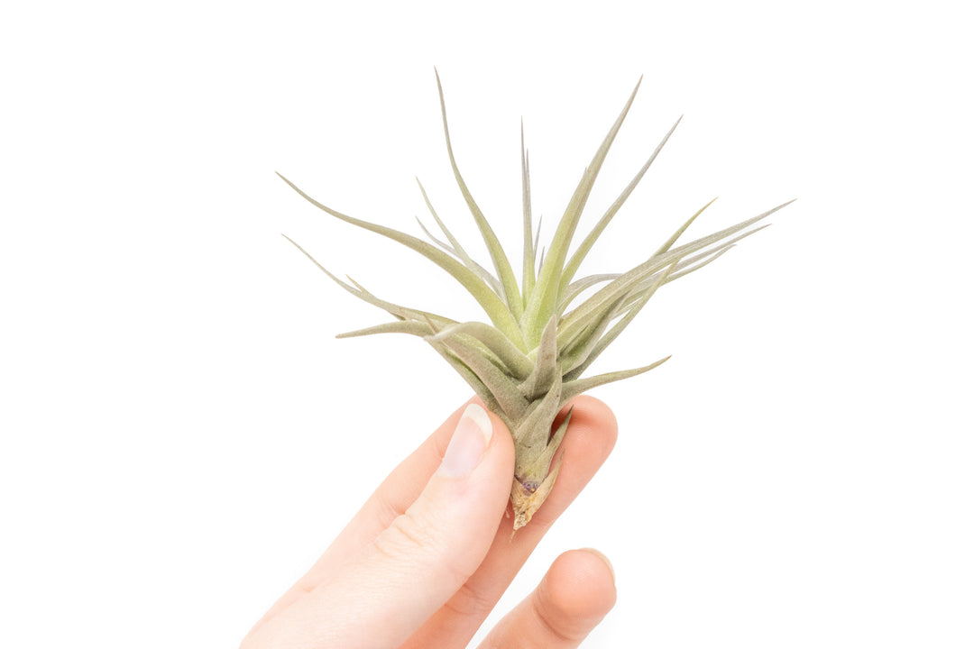 hand holding a tillandsia tenuifolia air plant