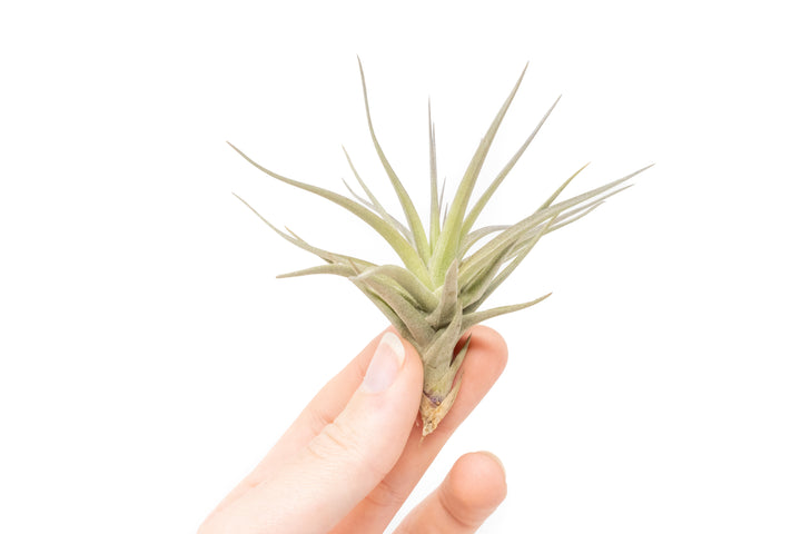 hand holding a tillandsia tenuifolia air plant