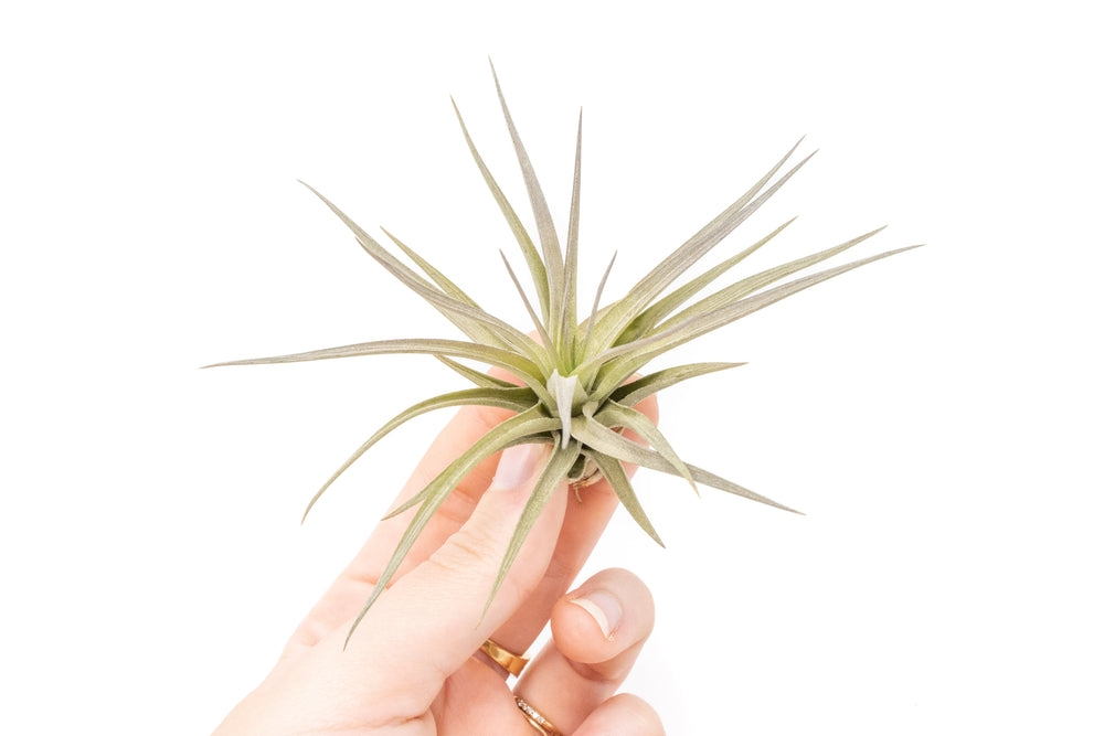 hand holding a tillandsia tenuifolia air plant