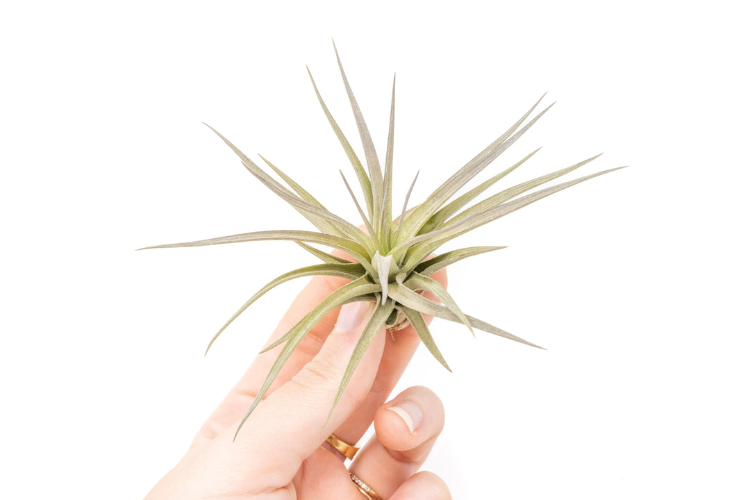 hand holding a tillandsia tenuifolia air plant
