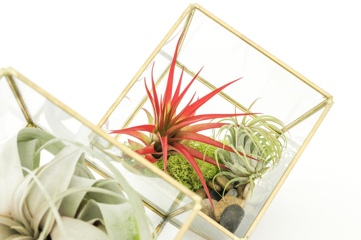 Two heptahedron glass terrariums with gold accents. One containing moss, stones, red abdita and ionantha, the other a tillandsia xerographica.
