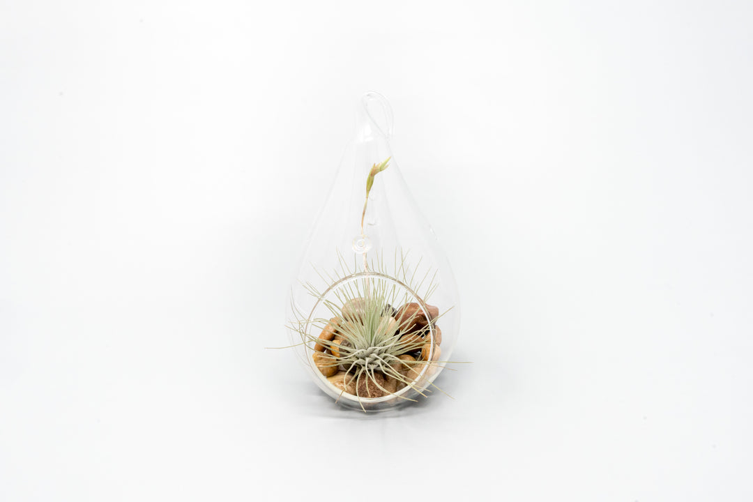 Wholesale - Airy Teardrop Terrariums with, Riverstones & Tillandsia Air Plants