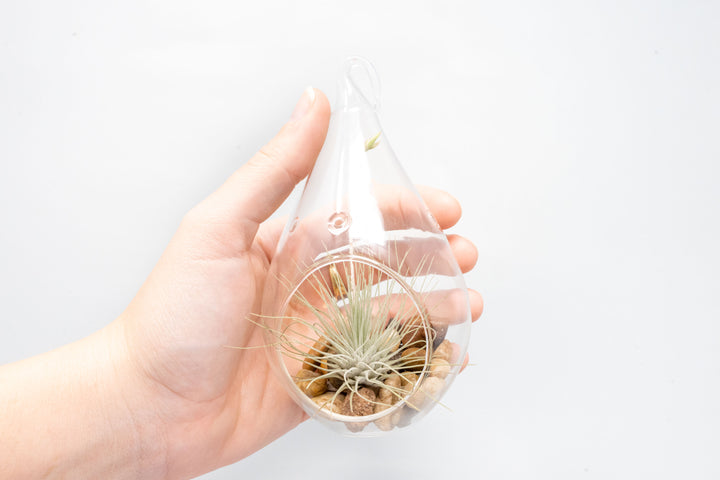 Wholesale - Airy Teardrop Terrariums with, Riverstones & Tillandsia Air Plants