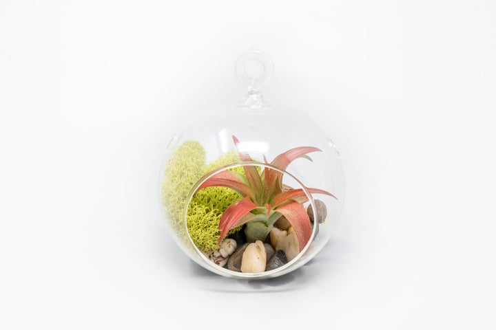 glass globe terrarium with stones, moss and tillandsia red abdita air plant