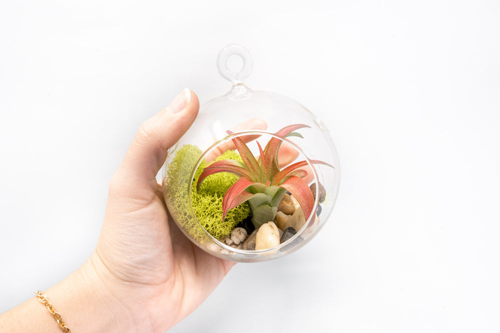 glass terrarium with moss and tillandsia air plant