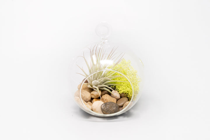 glass globe terrarium with stones, moss and tillandsia ionantha guatemala air plant