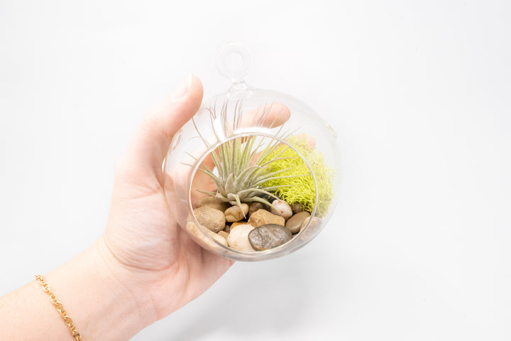 hand holding a glass globe terrarium with stones, moss and tillandsia ionantha guatemala air plant
