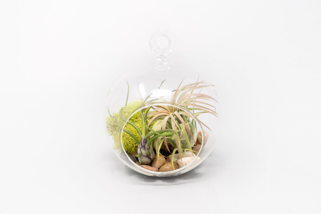 glass globe terrarium with stones, moss and tillandsia bulbosa guatemala and ionantha guatemala air plant