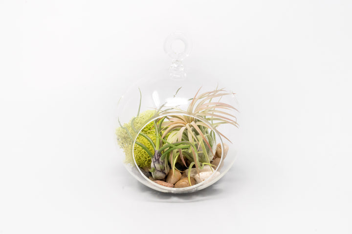glass globe terrarium with stones, moss and tillandsia bulbosa guatemala and ionantha guatemala air plant