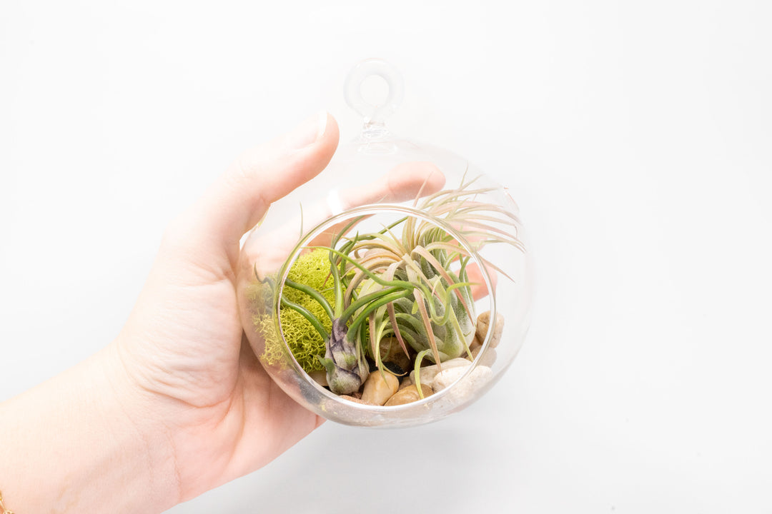 hand holding a flat bottom glass globe terrarium with river rocks, moss and tillandsia bulbosa guatemala and ionantha rubra air plants