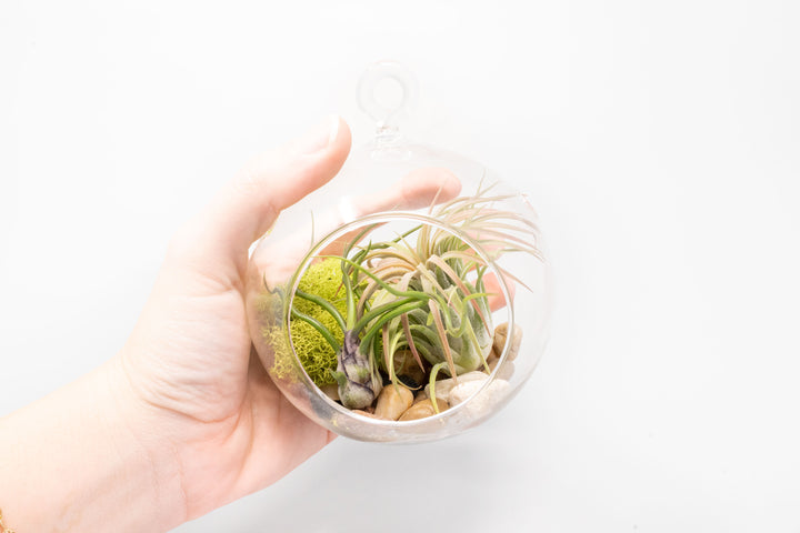 hand holding a flat bottom glass globe terrarium with river rocks, moss and tillandsia bulbosa guatemala and ionantha rubra air plants