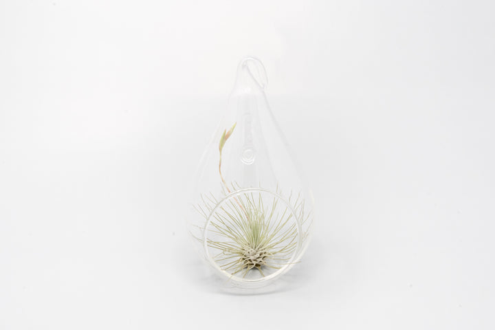 Wholesale - Minimalist Terrarium in a Glass Teardrop - Choose Your Custom Tillandsia Air Plant
