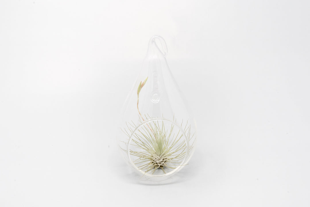 glass teardrop terrarium with tillandsia argentea thin air plant