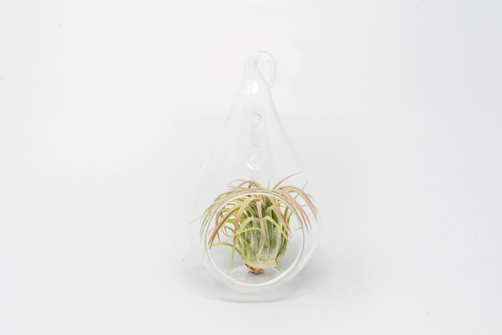 Wholesale - Minimalist Terrarium in a Glass Teardrop - Choose Your Custom Tillandsia Air Plant